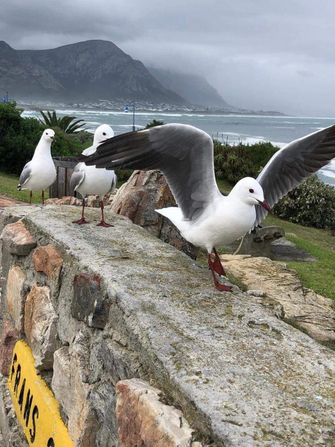 The Sun, Whales & Waves - Seafront Apartment Hermanus Zewnętrze zdjęcie